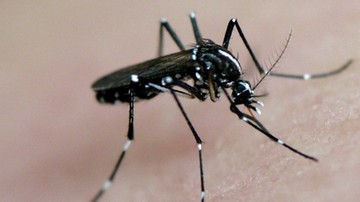 USA: komary roznoszą wirus Zika