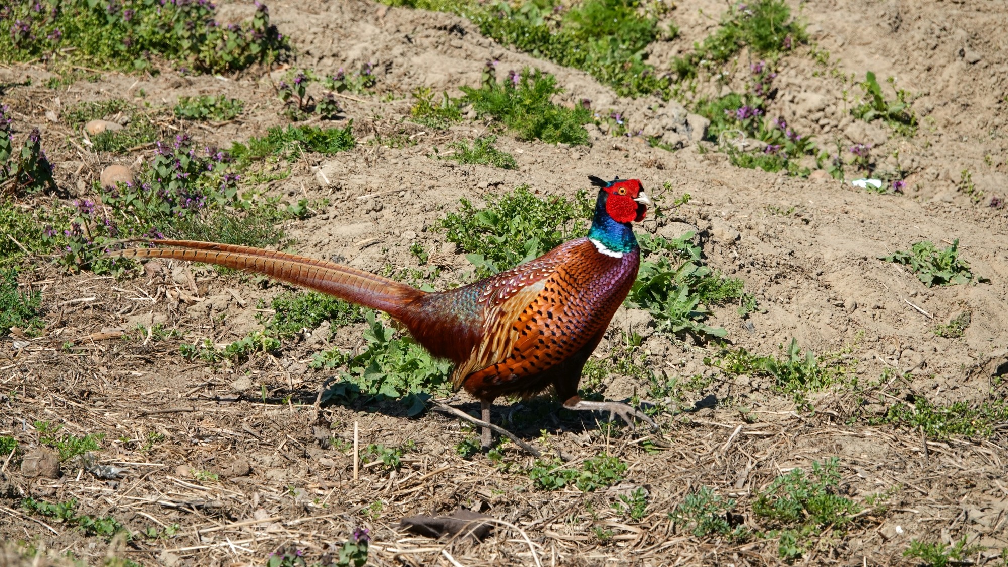 Z kamerą wśród zwierząt - zdjęcie 39