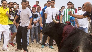 Hiszpański sąd zakazał jednego z najstarszych festynów z bykami