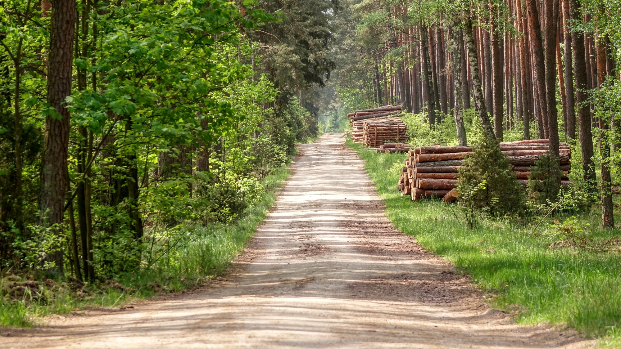 Urocze zakątki w lasach - zdjęcie 62