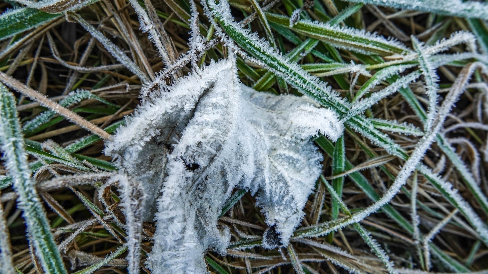 Szron pod lupą - zdjęcie 48