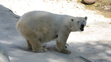 Niedźwiedź polarny zabił mężczyznę