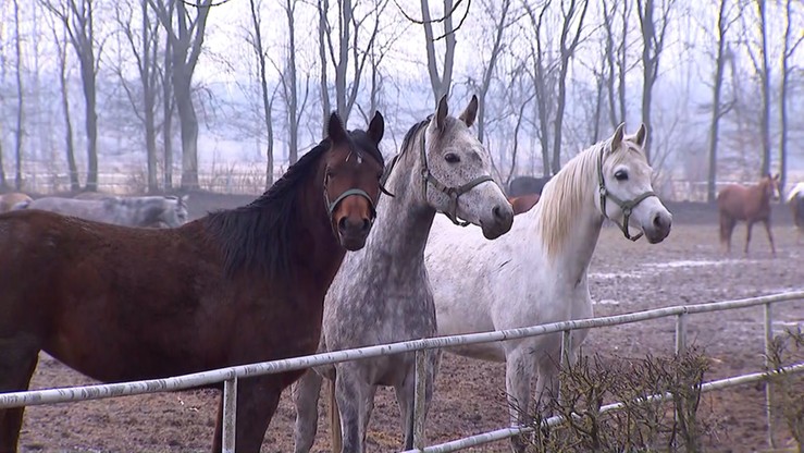 Sprzedano cztery konie na aukcji w Michałowicach. "Rynek jest bardzo trudny"