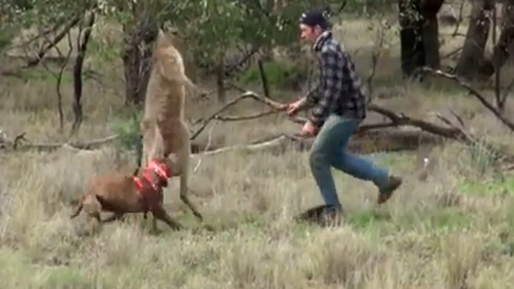Mężczyzna zaatakował kangura. Chciał obronić swojego psa