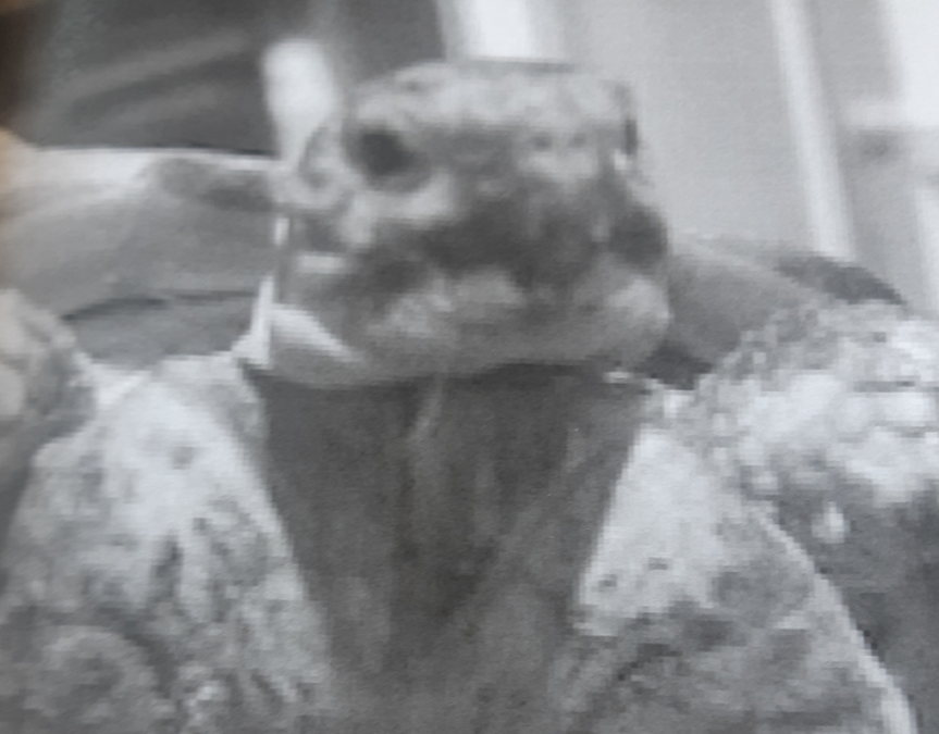 Policja opublikowała zdjęcie skradzionego żółwia stepowego