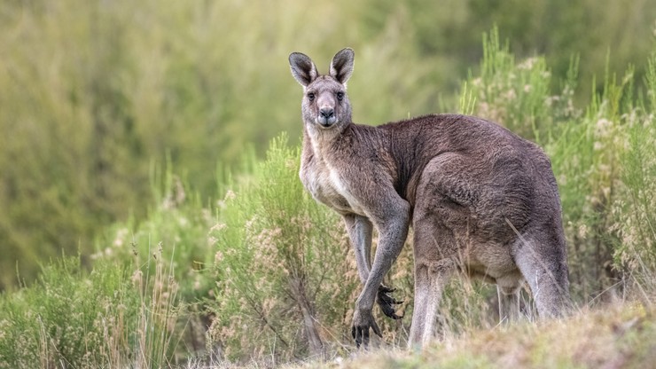 Australia: 77-latek trzymał w domu kangura. Zwierzę go zaatakowało