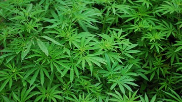 Na giełdzie w Toronto można inwestować w marihuanę