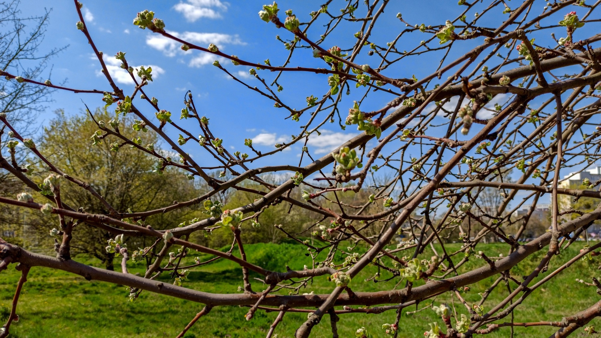 Kwitnąca wiosna - zdjęcie 20