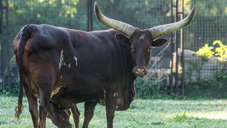 Wyjątkowa krowa we Wrocławiu. Zoo szuka imienia dla "maleństwa"