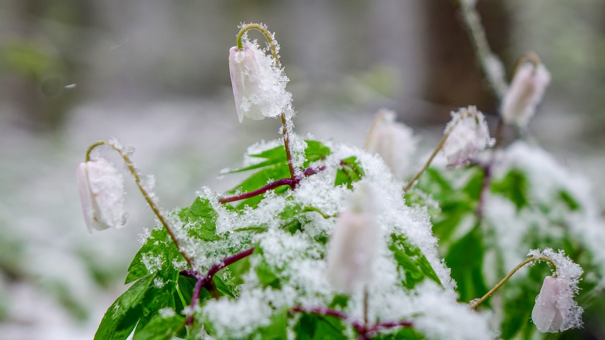 Minione zimy w Polsce - zdjęcie 10