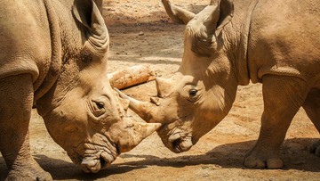 21 rogów nosorożców przechwycono na lotnisku w Bangkoku