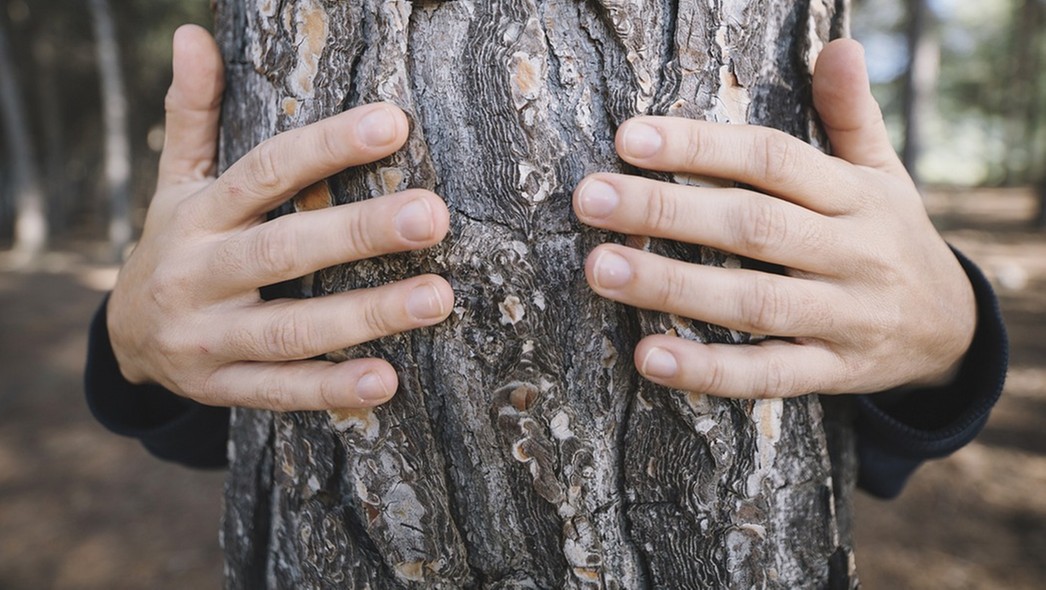 Lasoterapia, czyli uzdrawiająca moc drzew