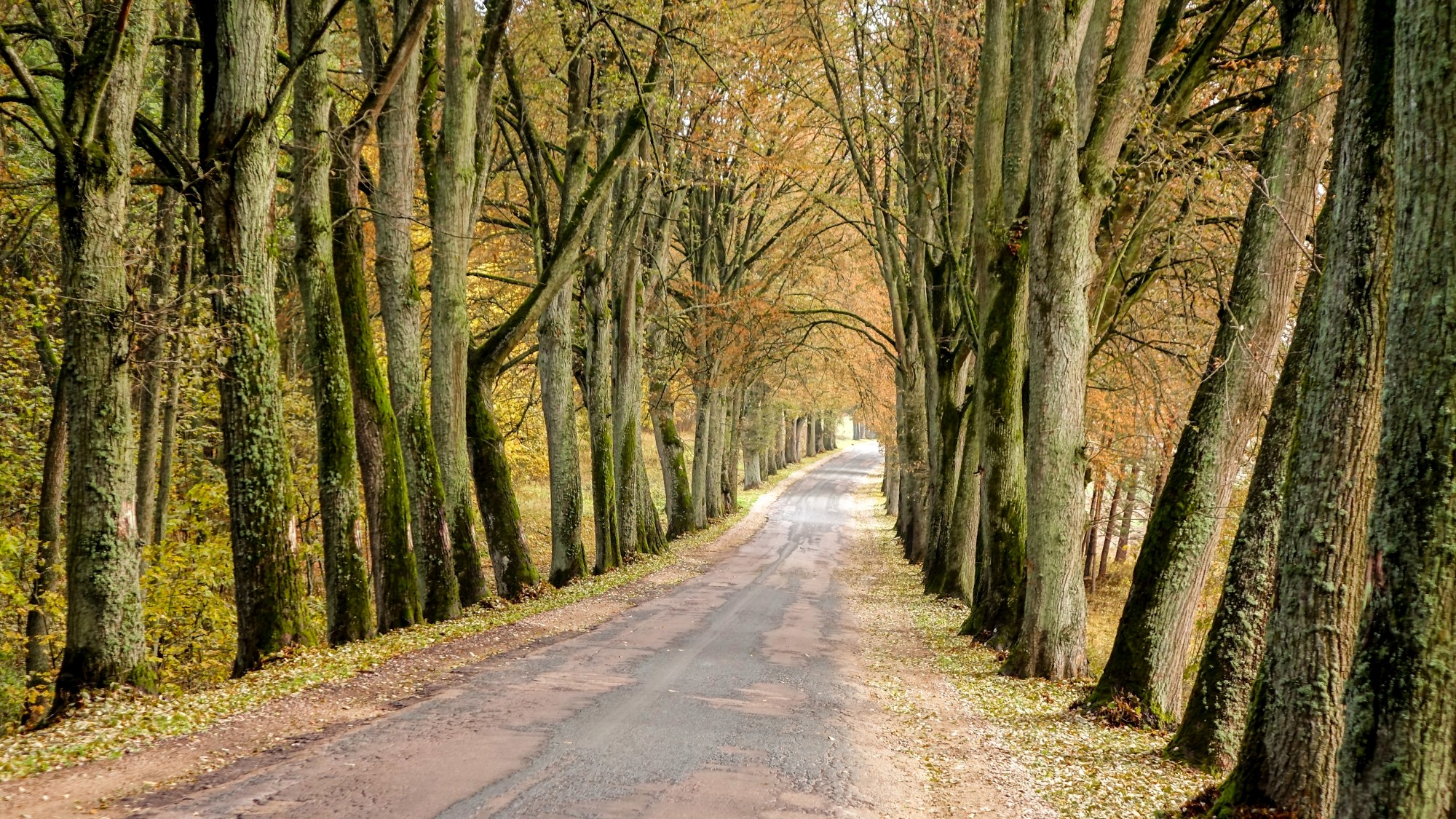 Urocze zakątki w lasach - zdjęcie 17
