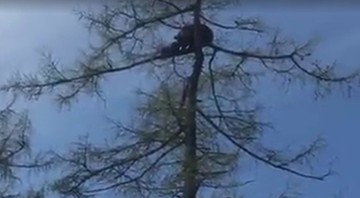 Niedźwiedzica z młodymi wspięła się na szczyt drzewa w centrum miasta