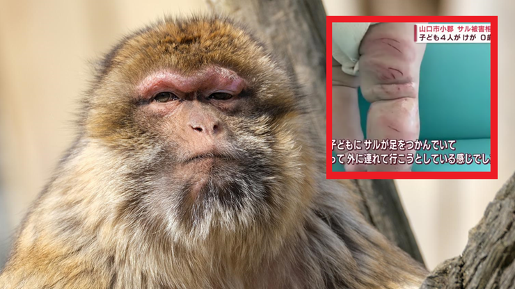 Japonia. 42 osoby ranne po atakach małp. Do akcji wkracza policja