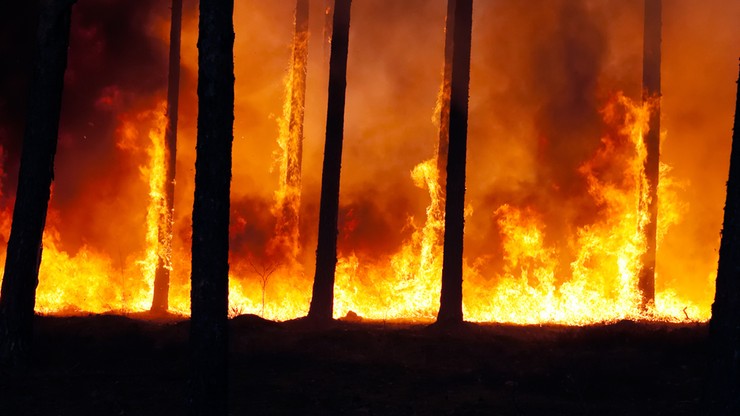 Pożar lasu w Grecji. Jedna osoba nie żyje