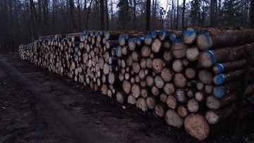 Ekolodzy: "w Puszczy Białowieskiej wycięto świerki". Lasy Państwowe: "ze względów bezpieczeństwa"