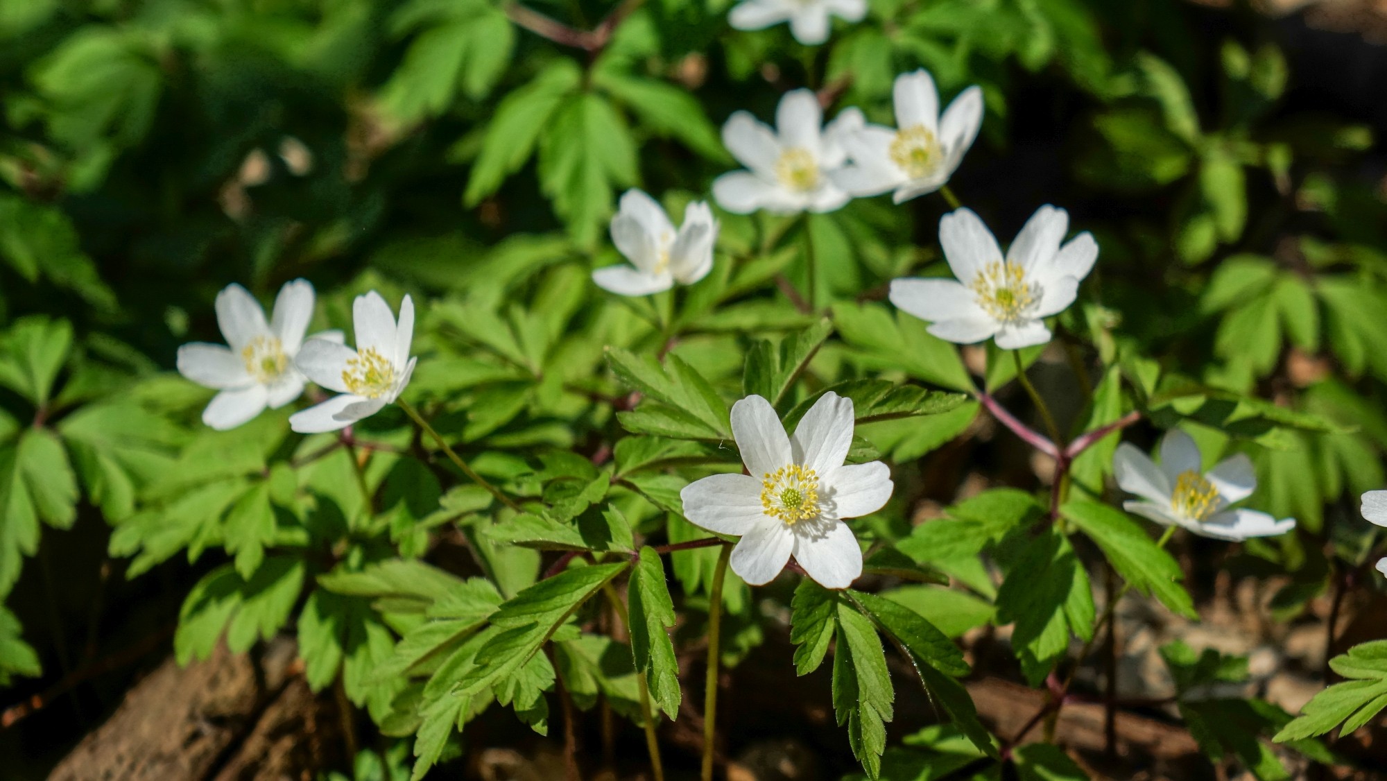 Kwitnąca wiosna - zdjęcie 25