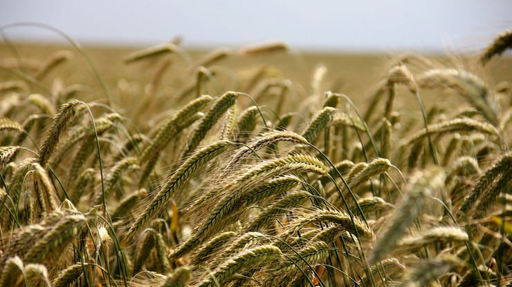 Europejska Agencja Środowiska ostrzega: zmiany klimatu zagrażają rolnictwu w UE