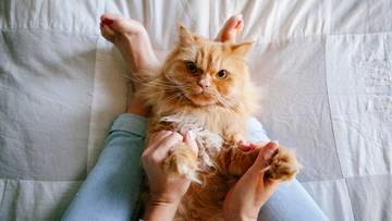 Rudy kot leży na plecach na białej pościeli, z łapkami uniesionymi do góry. Osoba trzyma go za łapki.