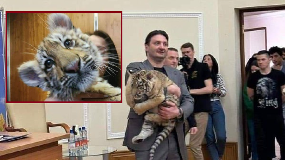 Rosjanie porwali tygryska z Mariupola i wysłali do cyrku. Zwierzę zmarło