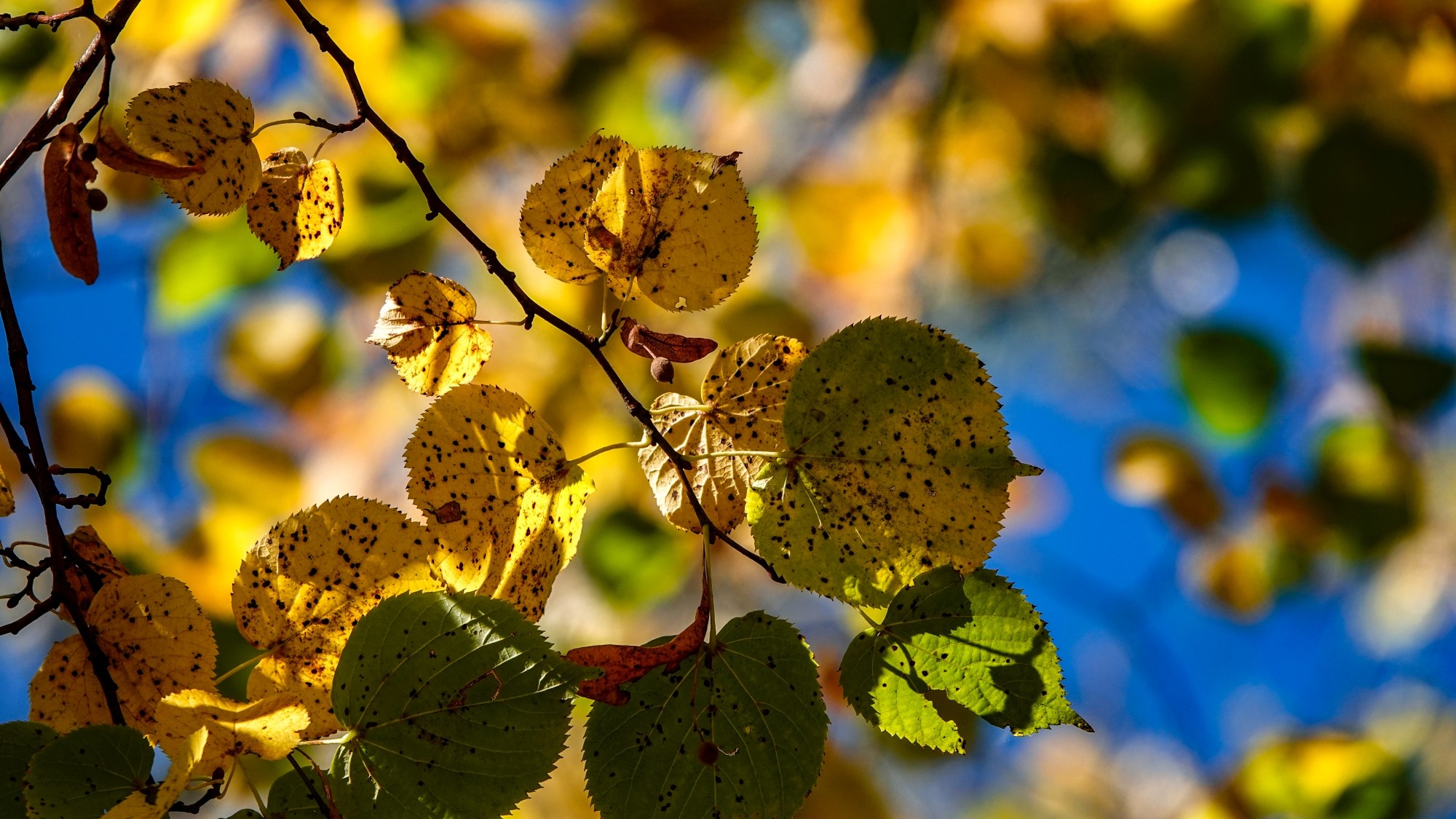 Wszystkie barwy jesieni - zdjęcie 55