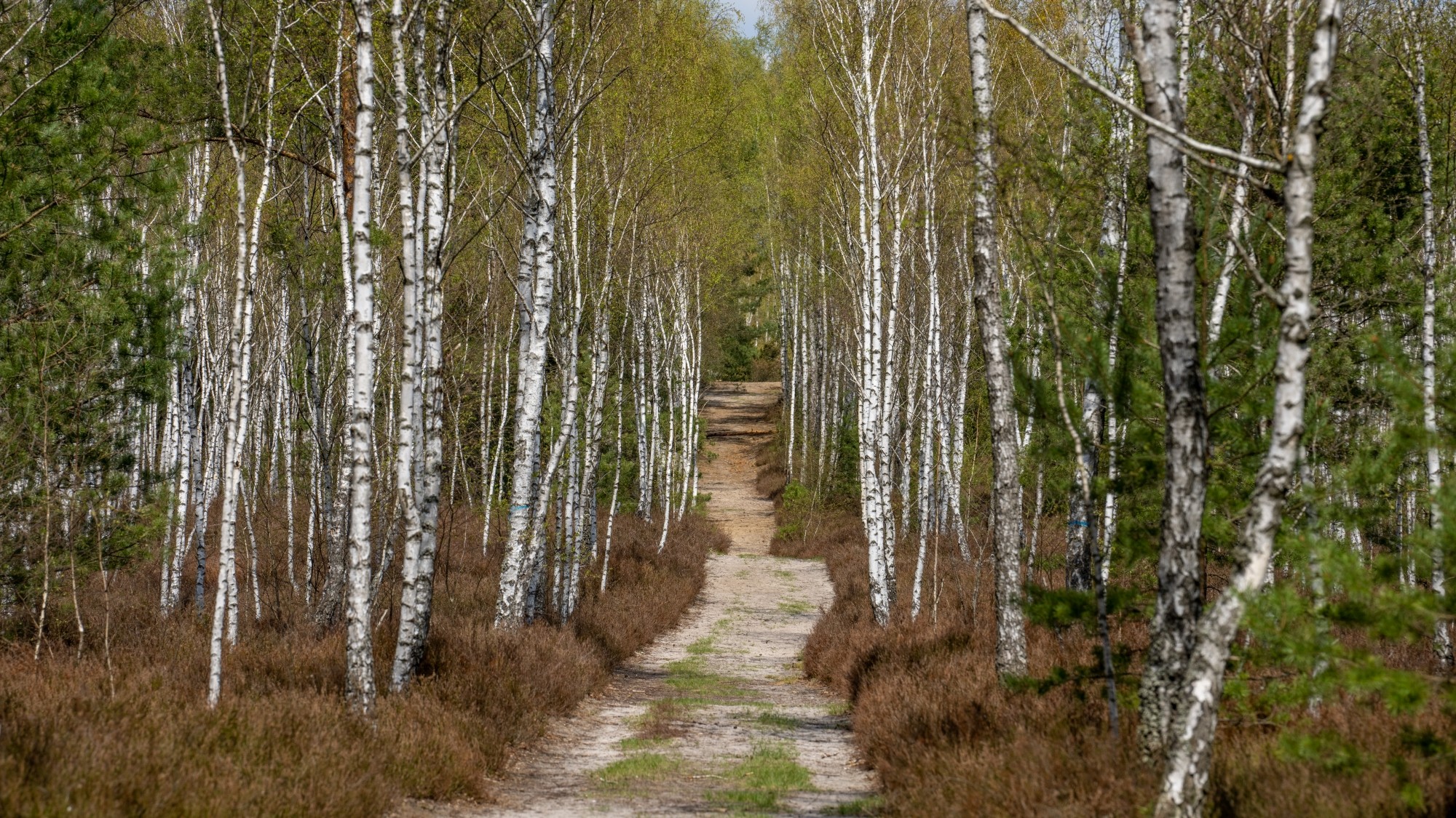 Wiosenna opowieść - zdjęcie 24