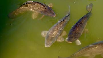 Polska unijnym liderem w hodowli karpia. Produkcja w mijającym roku jednak spadła