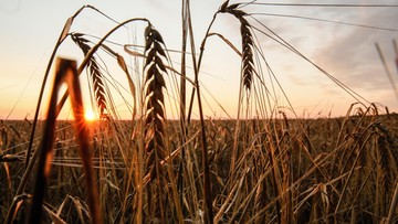 Koniec umowy zbożowej. Kreml: Wstrzymaliśmy swój udział