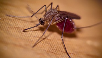 Sensacyjne wyniki badań. Wirus Zika w przyszłości może wyleczyć raka