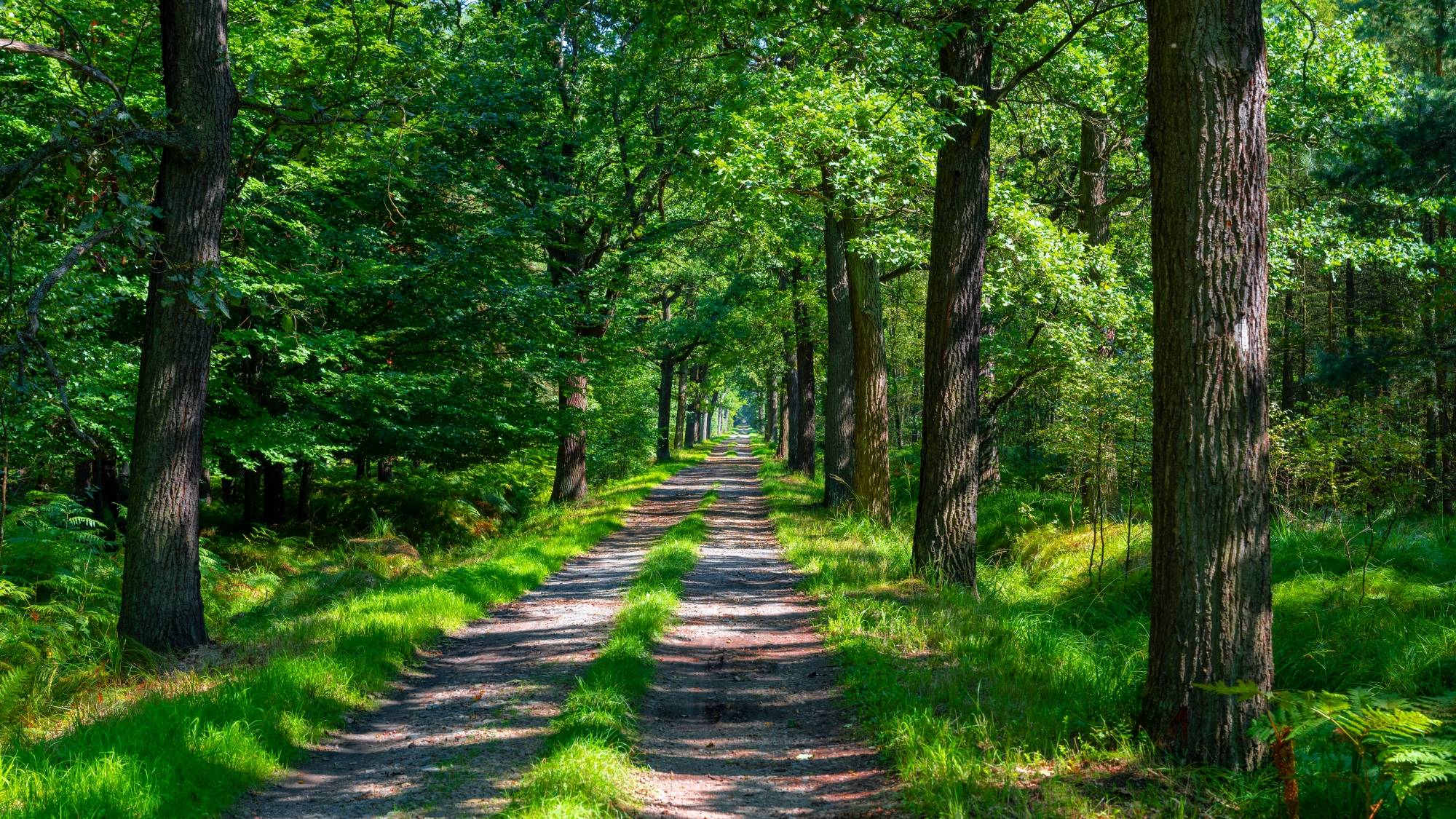 Kolory lata - zdjęcie 9