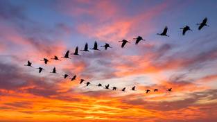 26-02-2026 03:59 Dziś wieczorem wyjątkowy ptasi spektakl na niebie. Nie przegap