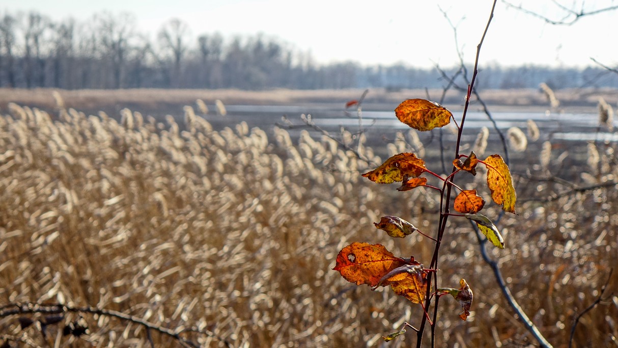 Grudzień w obiektywie - zdjęcie 30