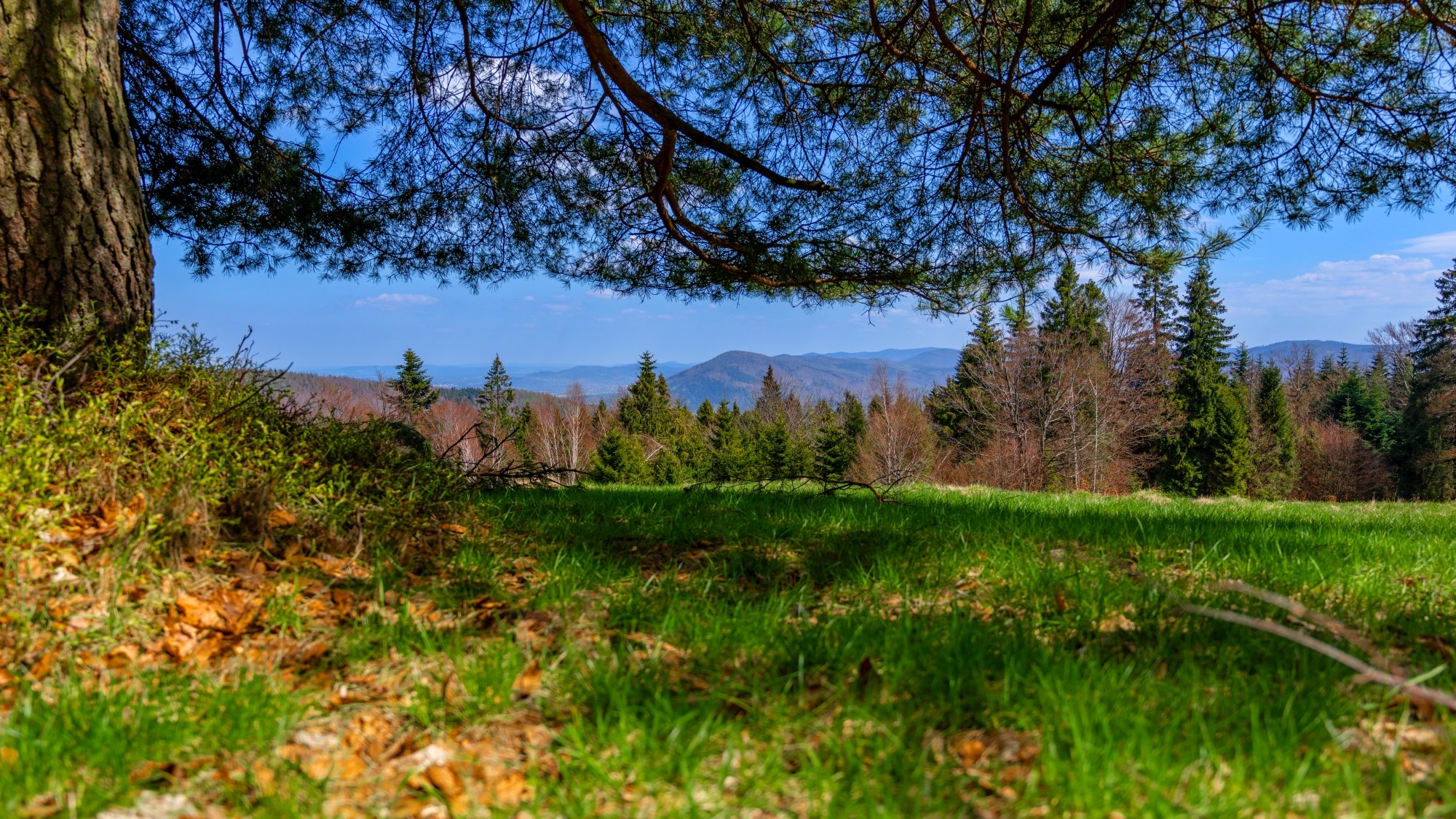 Zachwycający maj - zdjęcie 37