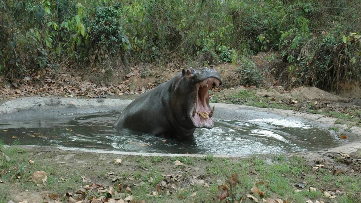 Tragedia w zoo w Indiach. Hipopotam zaatakował opiekuna