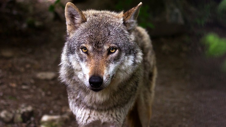 Wykryto handel groźnymi krzyżówkami psów z wilkami. We Włoszech