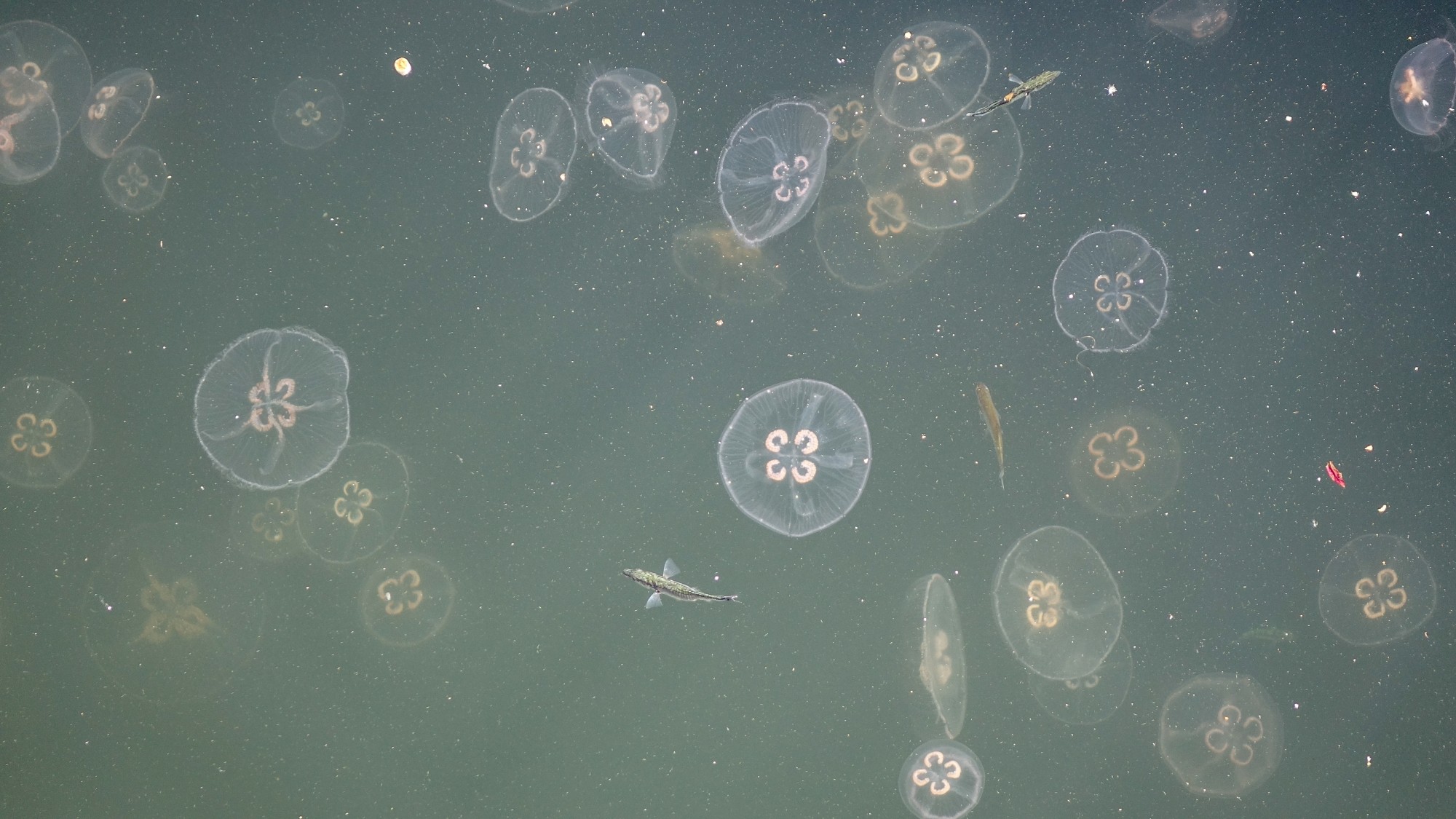 Z kamerą wśród zwierząt - zdjęcie 93