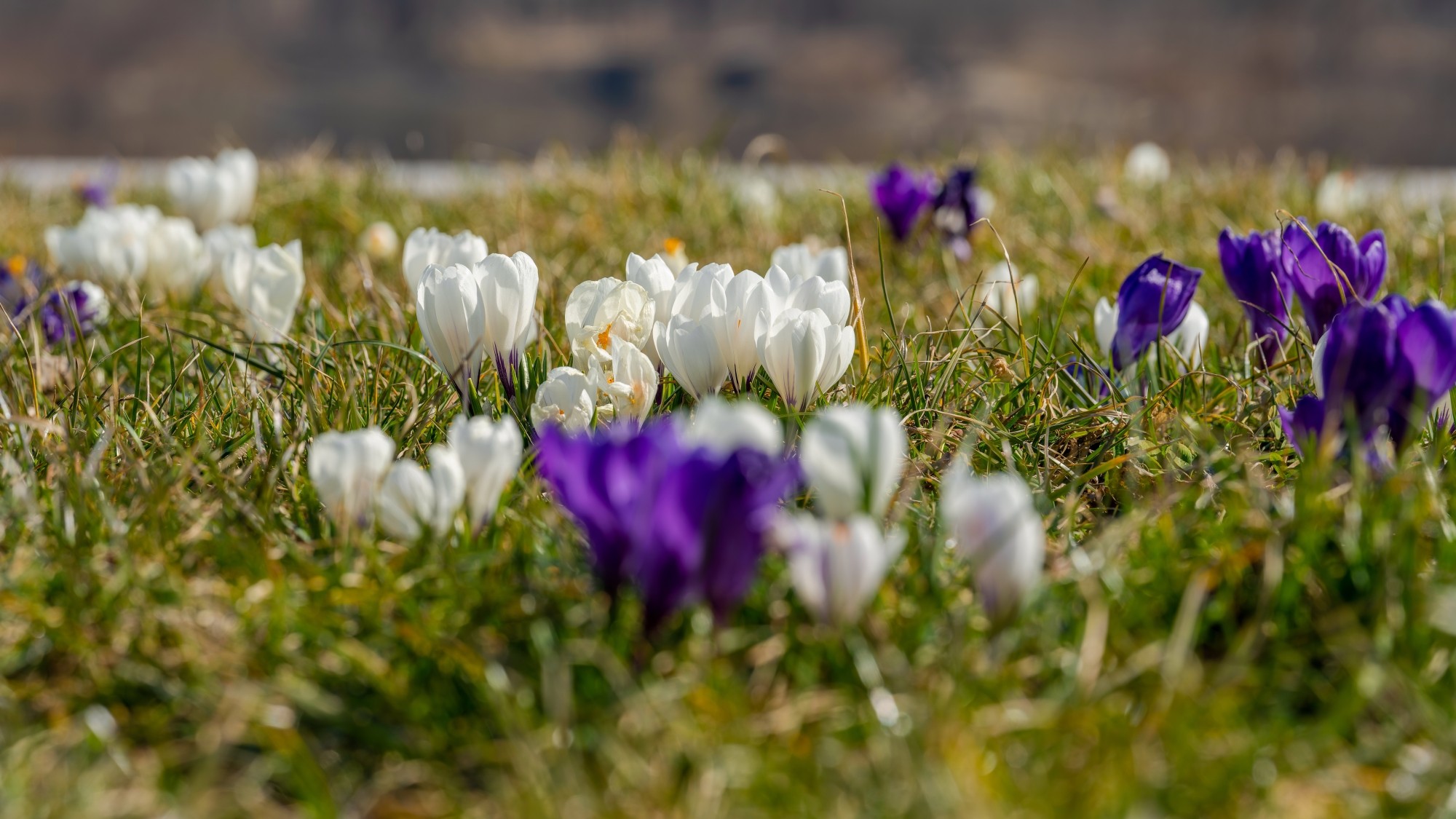 Kraina krokusów - zdjęcie 20