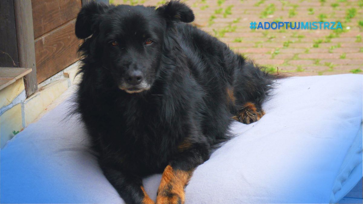 Czarny pies leżący na kocu na zewnątrz, patrzący w obiektyw.