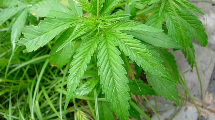 Stan Massachusetts zalegalizował marihuanę