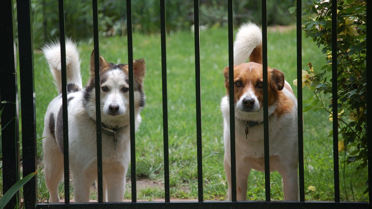Wielka Brytania: Spór o szczekanie psów. Rowerzysta twierdzi, że zwierzęta reagują na niego nerwowo