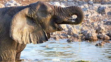 Polowania doprowadziły do ewolucji słoni bez ciosów
