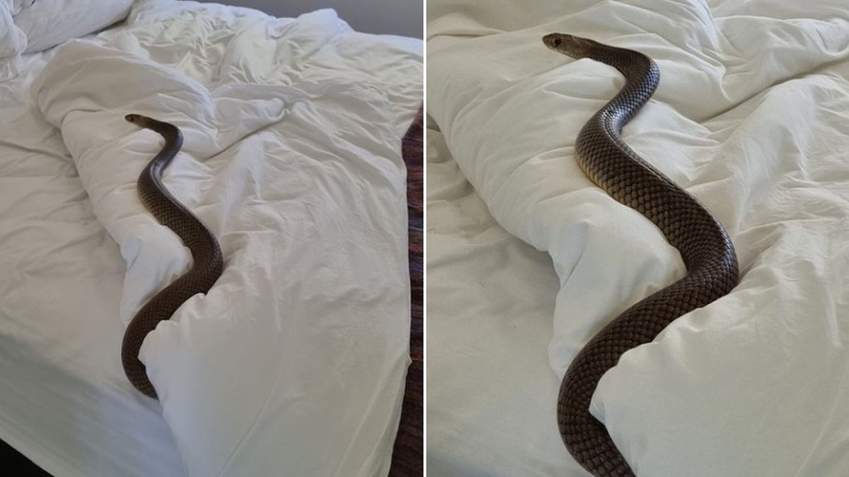 Australia: Znalazła w łóżku jadowitego węża. Drzemał w pościeli