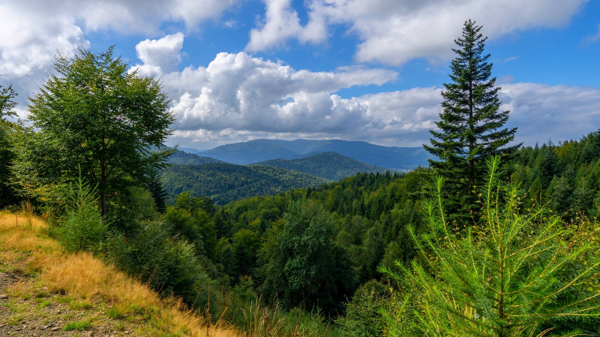 Kolory lata - zdjęcie 6