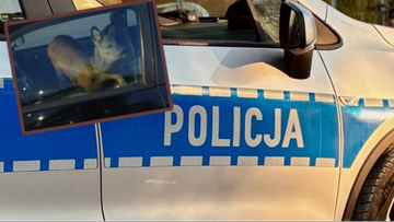 Sarna na fotelu pasażera. Policjanci nie kryli zdziwienia