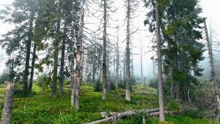 28.07.2025 05:57 Tajemnicza puszcza karpacka w Gorczańskim Parku Narodowym