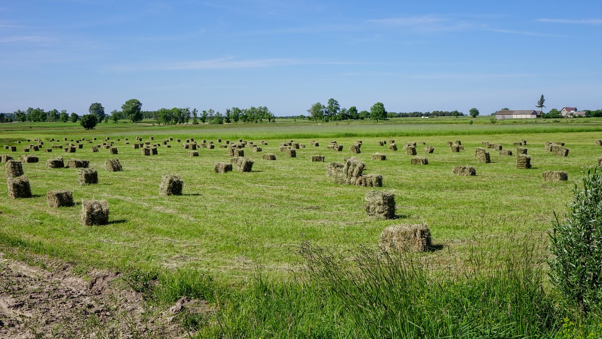 Czerwiec w obiektywie - zdjęcie 45