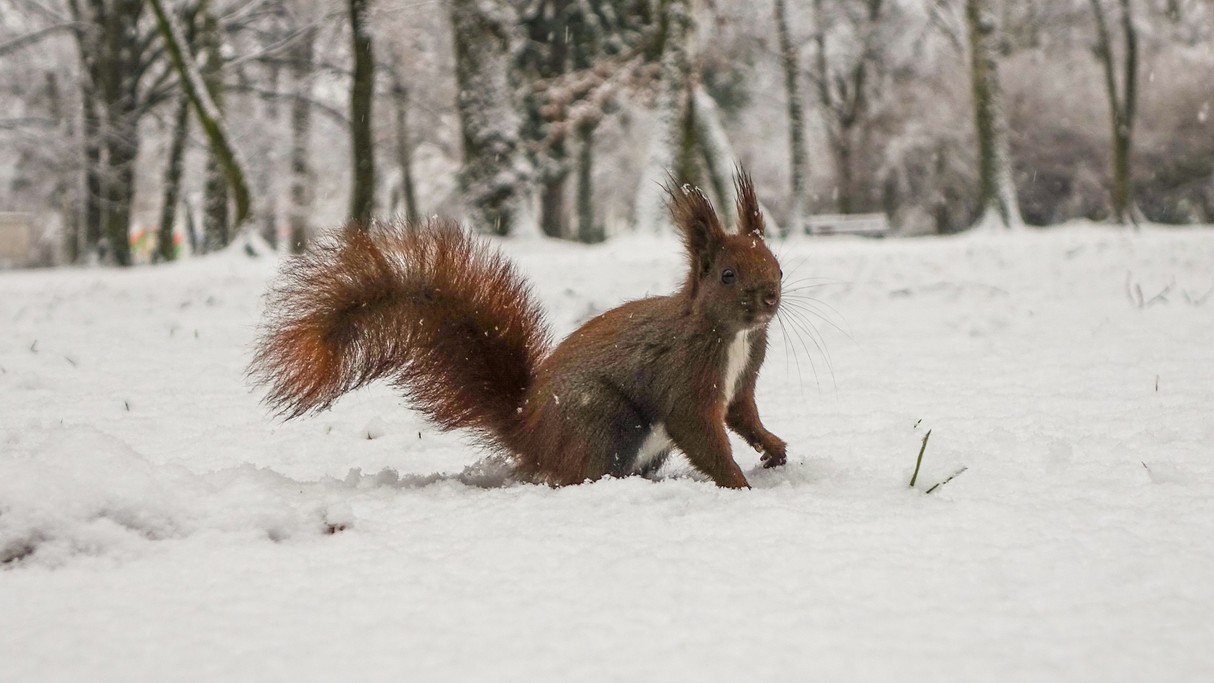 Minione zimy w Polsce - zdjęcie 32