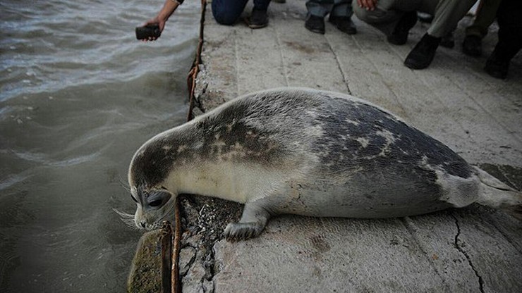 2,5 tysiąca martwych fok na wybrzeżu Morza Kaspijskiego. Media mówią o katastrofie ekologicznej