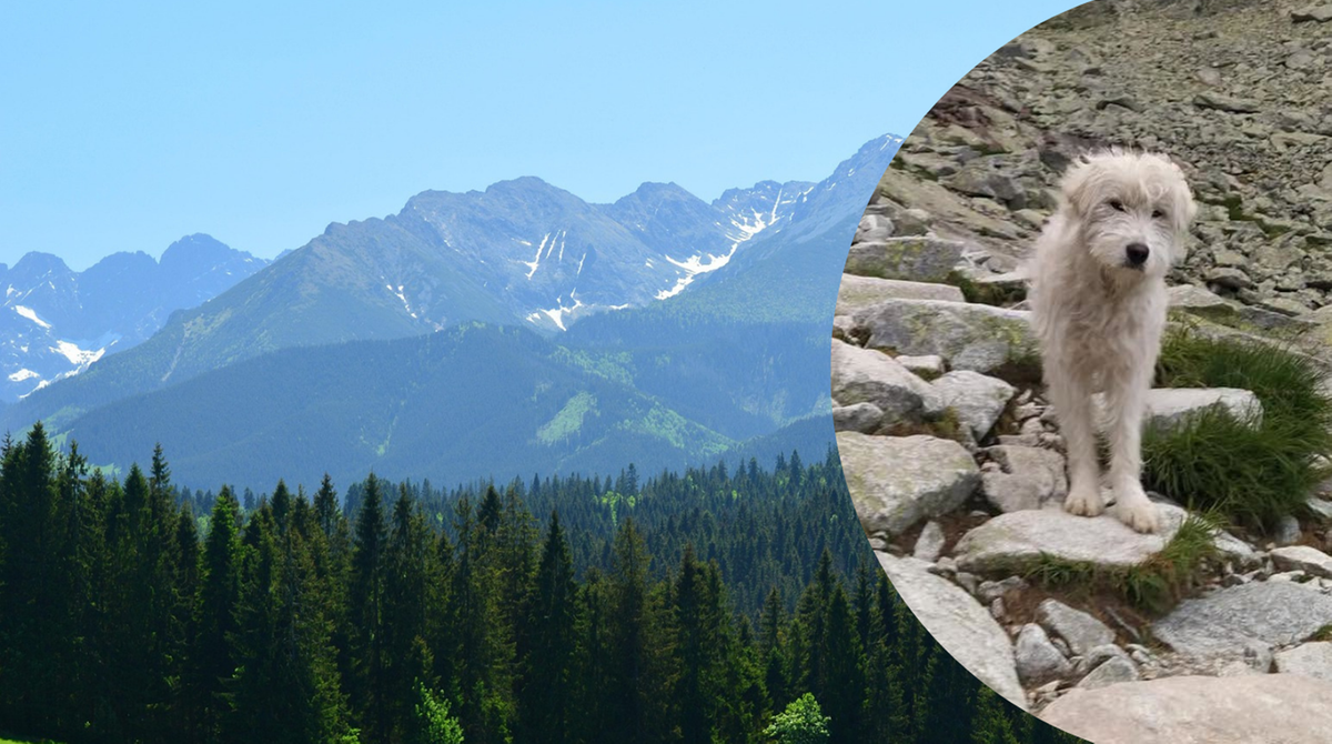 Samotny pies przemierzył Tatry. Pokonał dziesiątki kilometrów górskich szlaków